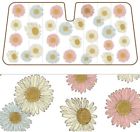As-603 Bdk Daisy Flower Sunshade 826942650932