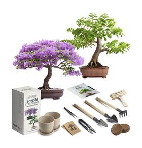 Avergo 850041868882 Bonsai Starter Kit 2x Tree Complete Indoor F... Fas