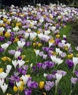 Mixed Crocus Bulbs Large Flowering Of Whites Purples Blues And Yellows 50. Fixed Price $27.30.