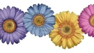 Trimz Daisy Flowers Wallpaper Border Prepasted Scalloped Edge 15' X 8.5". Fixed Price $19.99.