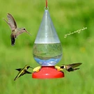 Perky Pet Dew Drop Nectar Humminbird Feeder 32 Oz. PP273 Free Shipping. Fixed Price $10.95.
