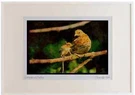 352037 Ruffed Grouse, Hen And Chick On Tree Limb Watercolour Picture Frame Lt. Fixed Price $89.99.