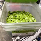 Stinger 135051 Cap Nail, 1"L, Flat Head, 12GA Gauge,plastic/steel. Fixed Price $7.00.
