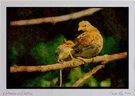 352037 Ruffed Grouse, Hen And Chick On Tree Limb Watercolour Picture Ltd. Fixed Price $29.54.