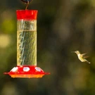 30 Oz Red Classic Hummingbird Feeder With 5 Feeding Stations Easy To Clean New. Fixed Price $48.68.